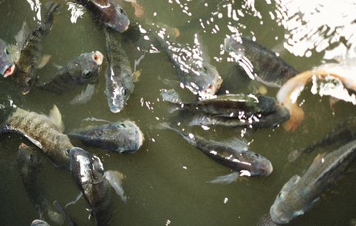 10 Jenis Ikan Akuarium Air Tawar untuk Pemula yang Mudah Dirawat