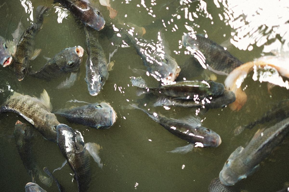 10 Jenis Ikan Akuarium Air Tawar untuk Pemula yang Mudah Dirawat