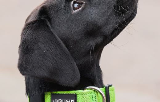 10 Makanan Sehat dan Aman untuk Anjing