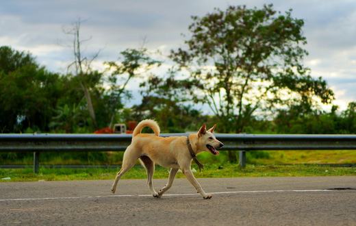 10 Makanan Sehat dan Aman untuk Anjing
