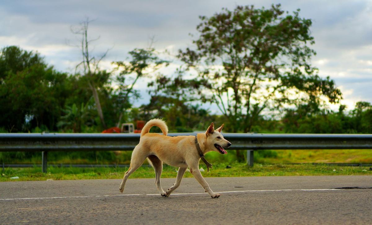 10 Makanan Sehat dan Aman untuk Anjing