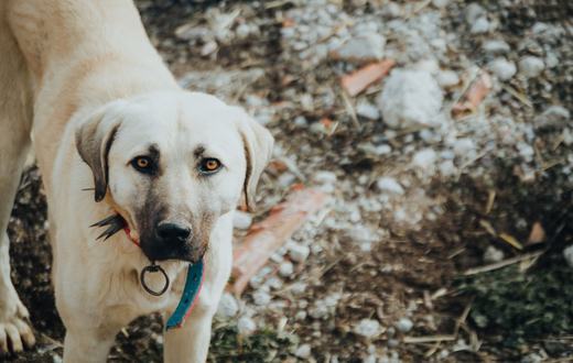 7 Ras Anjing Besar untuk Rumah dengan Halaman Luas: Setia, Aktif, dan Protektif