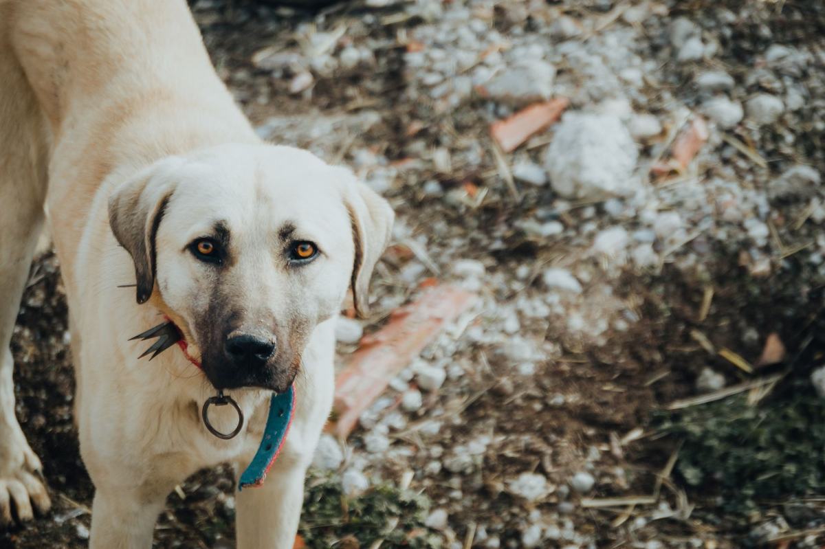 7 Ras Anjing Besar untuk Rumah dengan Halaman Luas: Setia, Aktif, dan Protektif