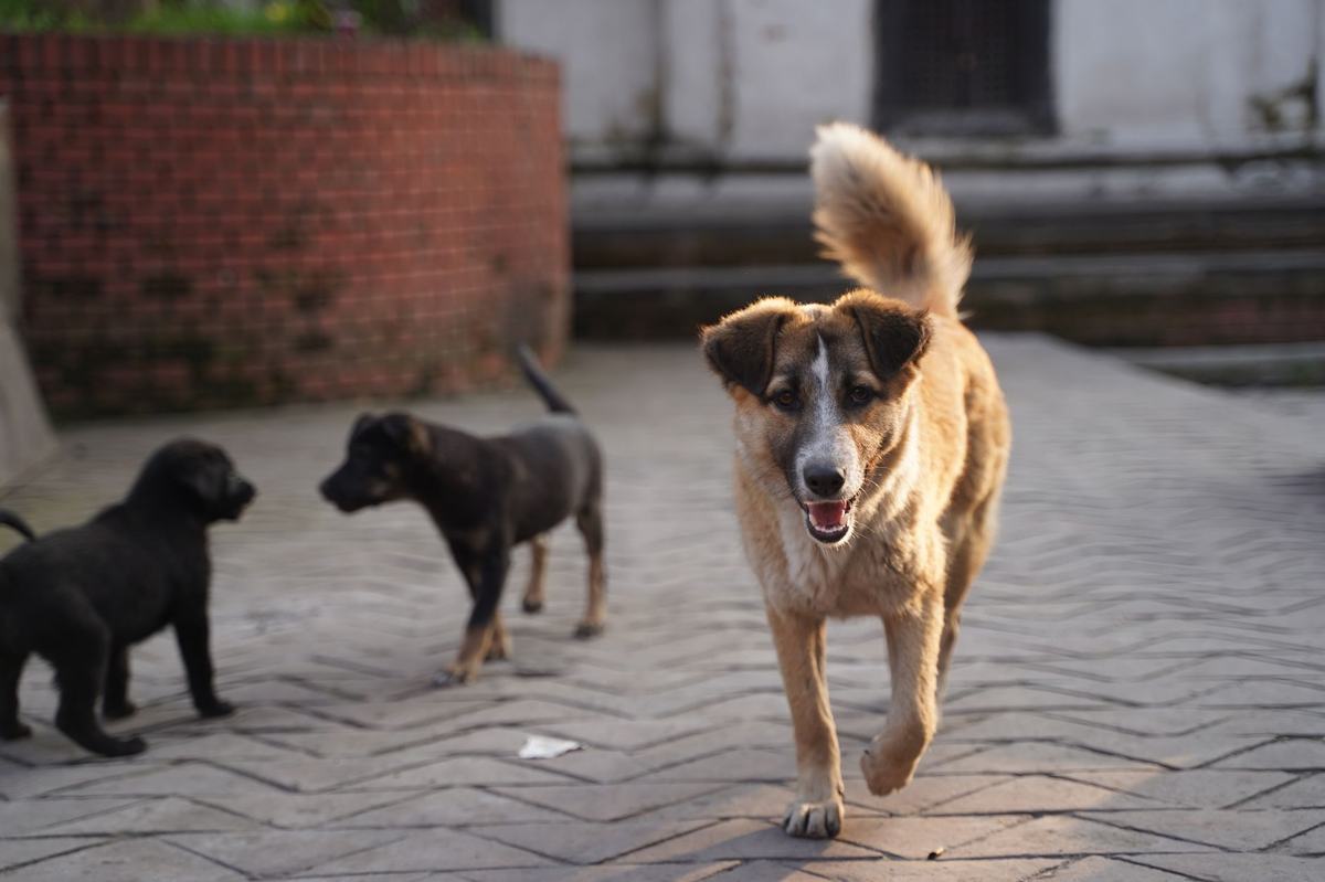 7 Ras Anjing Ramah Anak: Sabar, Aman, dan Cocok untuk Keluarga