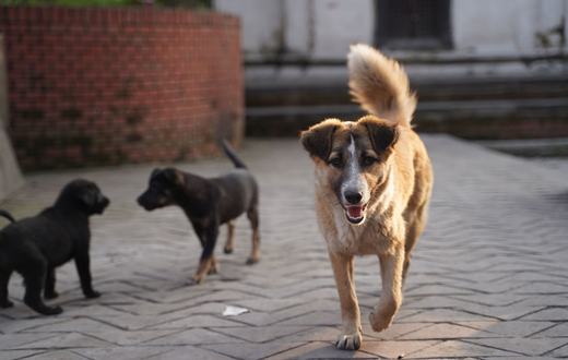 7 Ras Anjing Ramah Anak: Sabar, Aman, dan Cocok untuk Keluarga