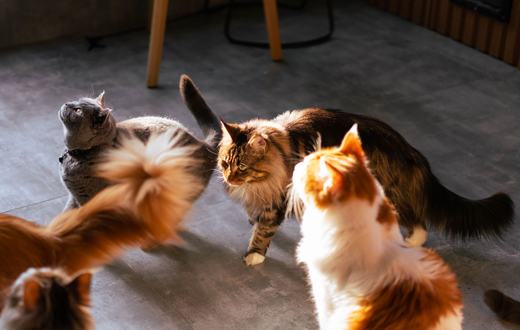 7 Ras Kucing Terbaik untuk Pemula: Jinak, Mudah Dirawat, dan Ramah