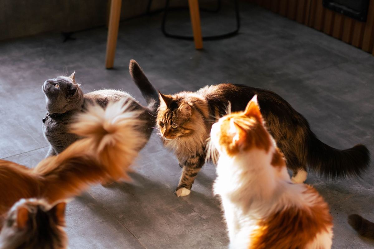 7 Ras Kucing Terbaik untuk Pemula: Jinak, Mudah Dirawat, dan Ramah