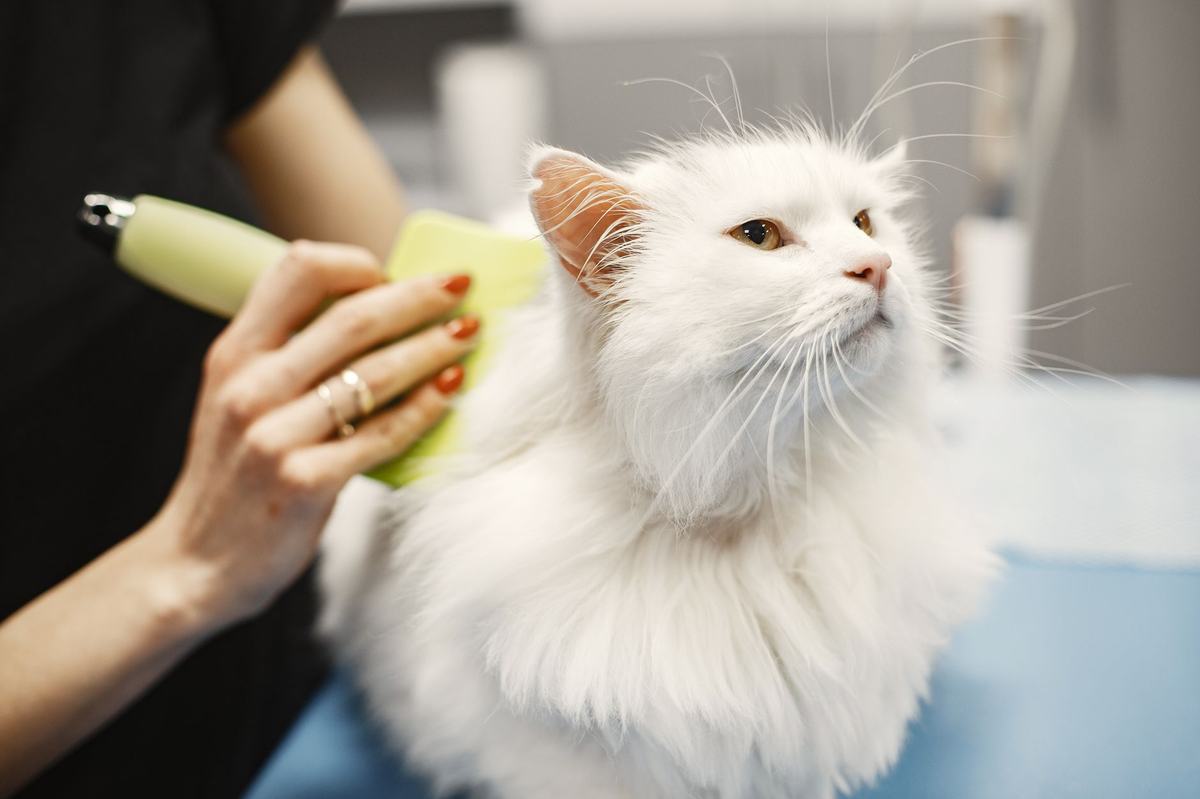Alat Grooming Kucing: Sikat, Gunting Kuku, dan Sampo yang Perlu Kamu Punya di Rumah