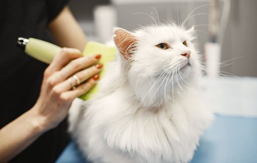 Alat Grooming Kucing: Sikat, Gunting Kuku, dan Sampo yang Perlu Kamu Punya di Rumah