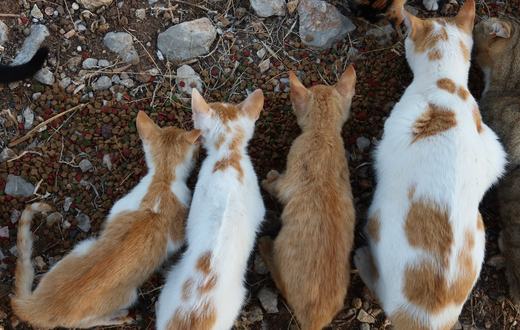 Alergi Makanan pada Kucing: Gejala, Penyebab, dan Cara Mengatasinya