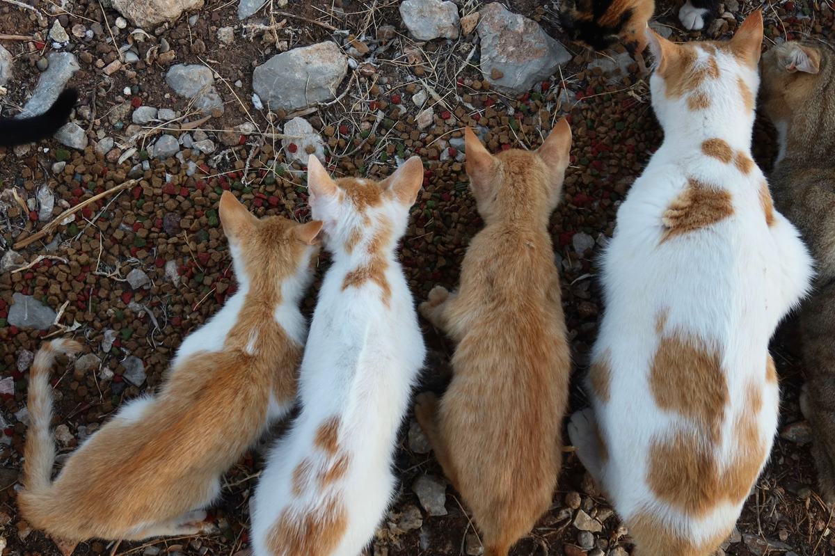 Alergi Makanan pada Kucing: Gejala, Penyebab, dan Cara Mengatasinya