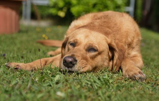 Cacingan pada Anjing: Jenis Cacing, Gejala, dan Jadwal Pemberian Obat Cacing yang Benar