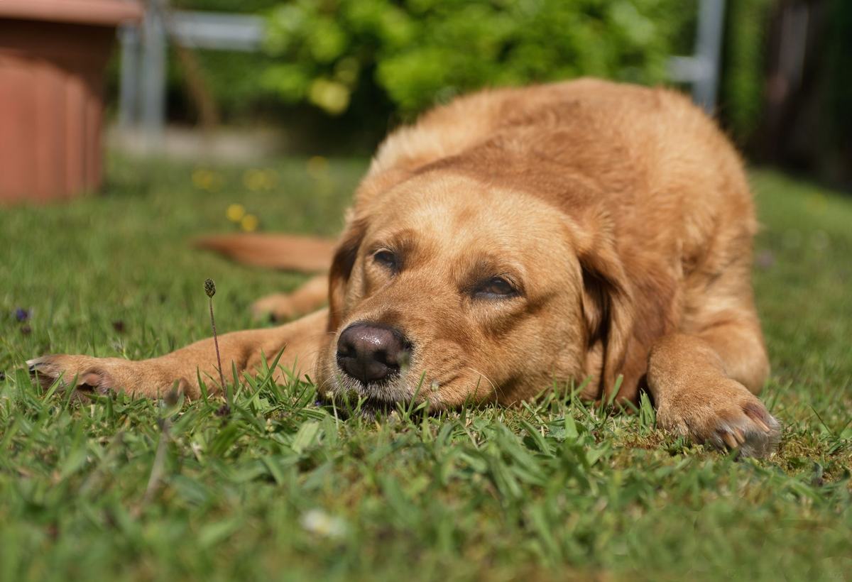 Cacingan pada Anjing: Jenis Cacing, Gejala, dan Jadwal Pemberian Obat Cacing yang Benar