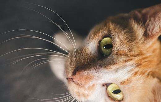 Cacingan pada Kucing: Jenis Cacing, Gejala, dan Jadwal Obat Cacing yang Benar