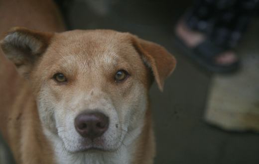 Cara Melatih Anjing Buang Air di Tempat yang Tepat (Potty Training)