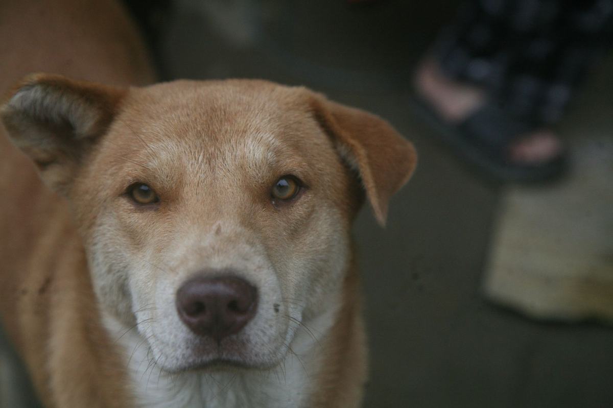 Cara Melatih Anjing Buang Air di Tempat yang Tepat (Potty Training)