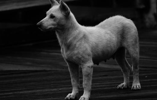 Cara Melatih Anjing Patuh: Trik Dasar Duduk, Diam, Datang, dan Tinggalkan