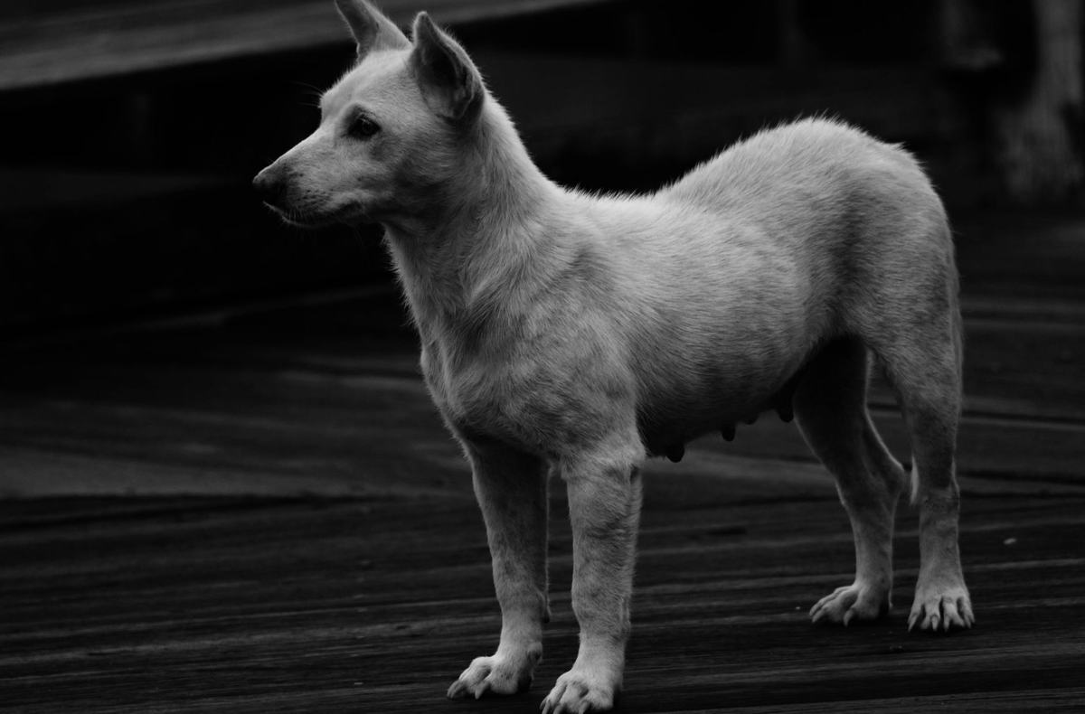 Cara Melatih Anjing Patuh: Trik Dasar Duduk, Diam, Datang, dan Tinggalkan