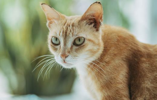 Cara Melatih Kucing Buang Air di Litter Box: Panduan Lengkap untuk Pemilik Baru