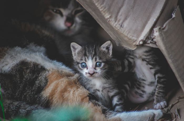 Cara Melatih Kucing Buang Air di Litter Box: Panduan Lengkap untuk Pemilik Baru