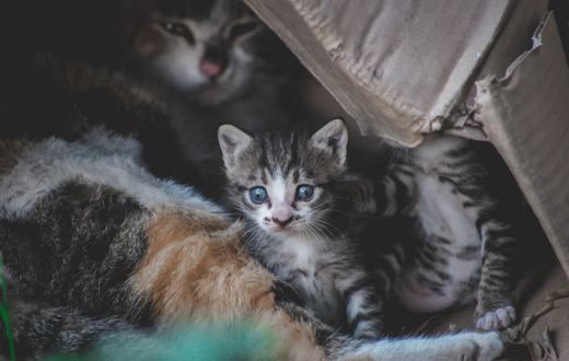 Cara Melatih Kucing Buang Air di Litter Box: Panduan Lengkap untuk Pemilik Baru