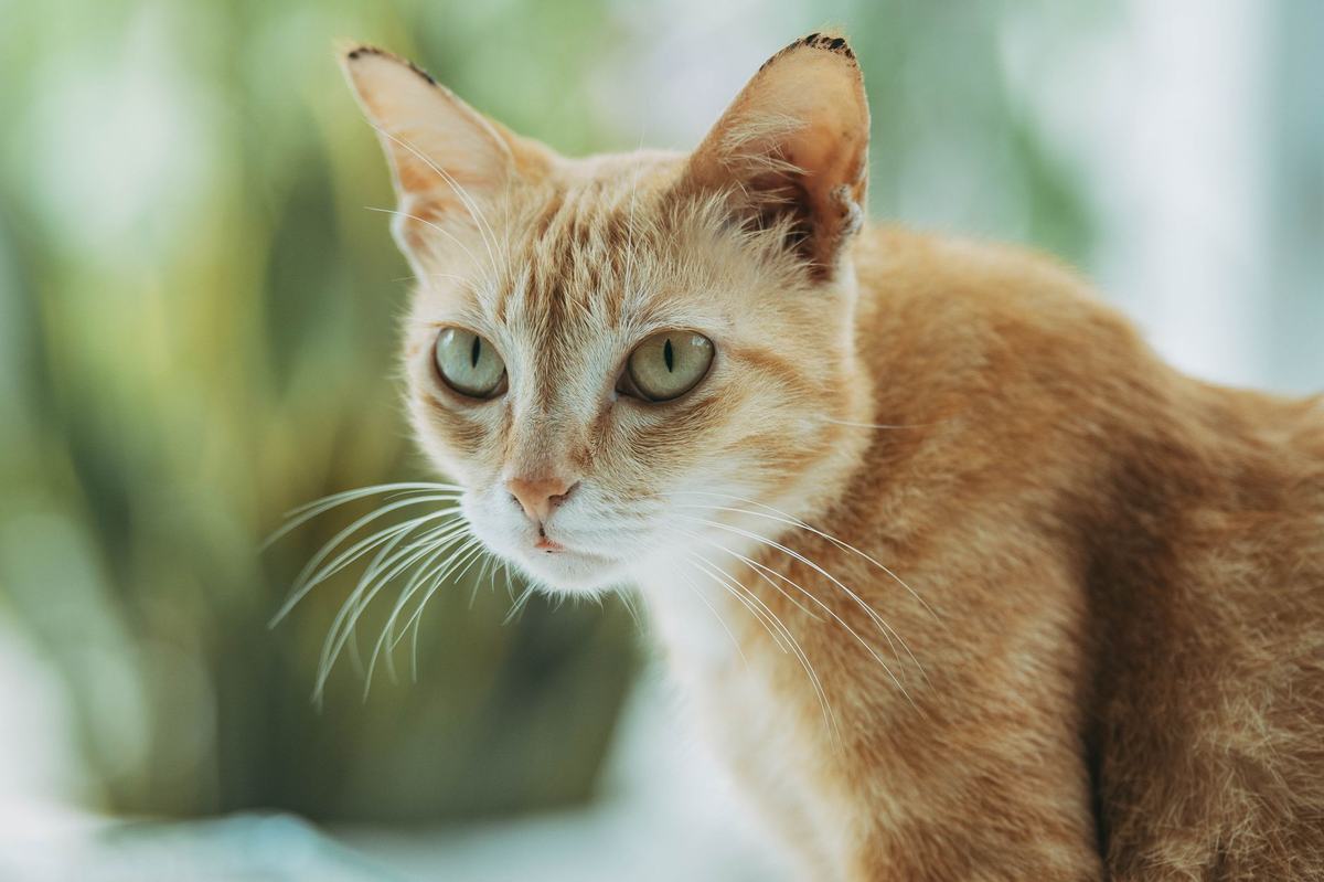 Cara Melatih Kucing Buang Air di Litter Box: Panduan Lengkap untuk Pemilik Baru
