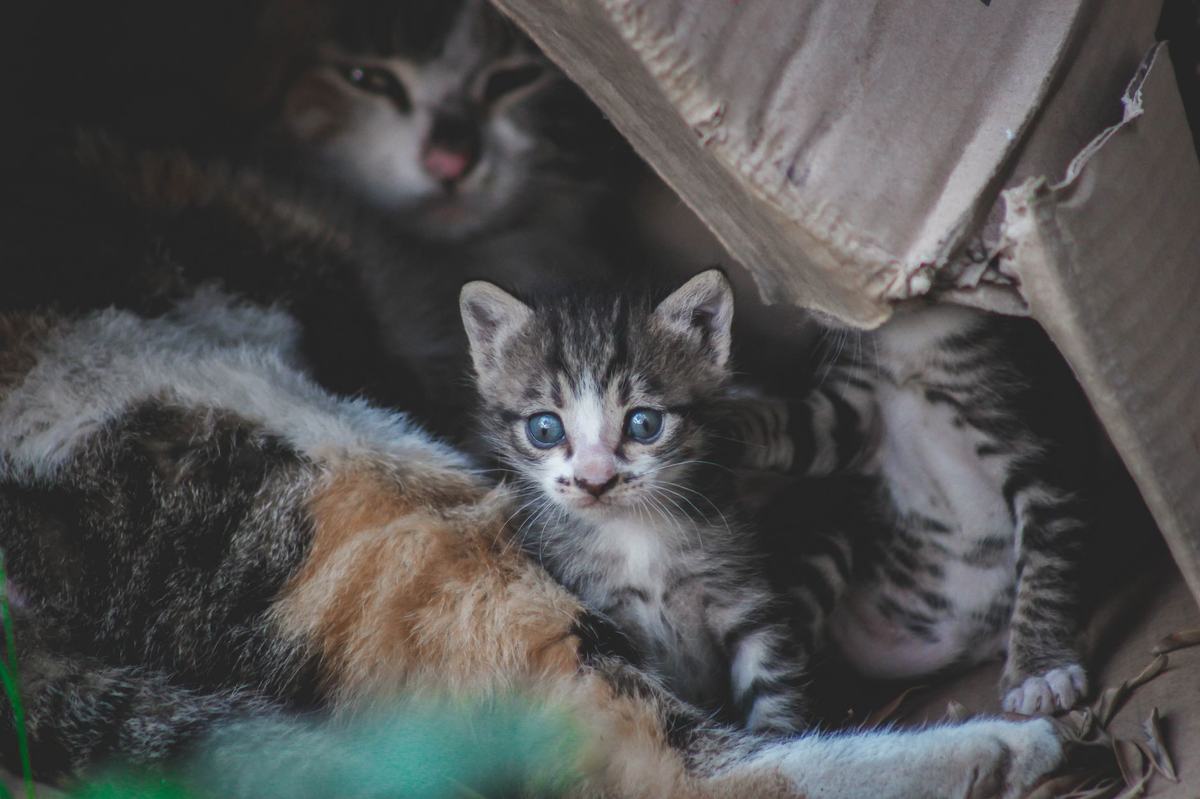 Cara Melatih Kucing Buang Air di Litter Box: Panduan Lengkap untuk Pemilik Baru