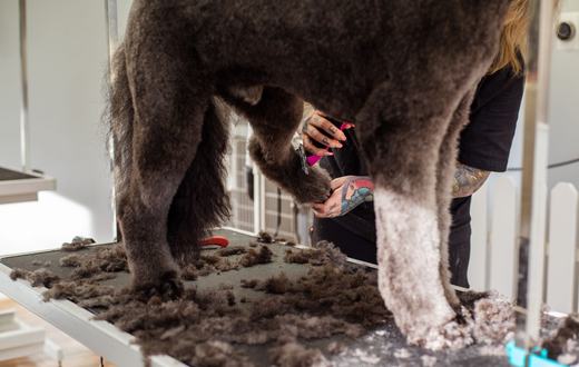 Cara Memandikan dan Merawat Bulu Anjing: Panduan Grooming Lengkap di Rumah