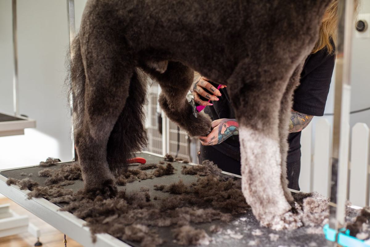 Cara Memandikan dan Merawat Bulu Anjing: Panduan Grooming Lengkap di Rumah