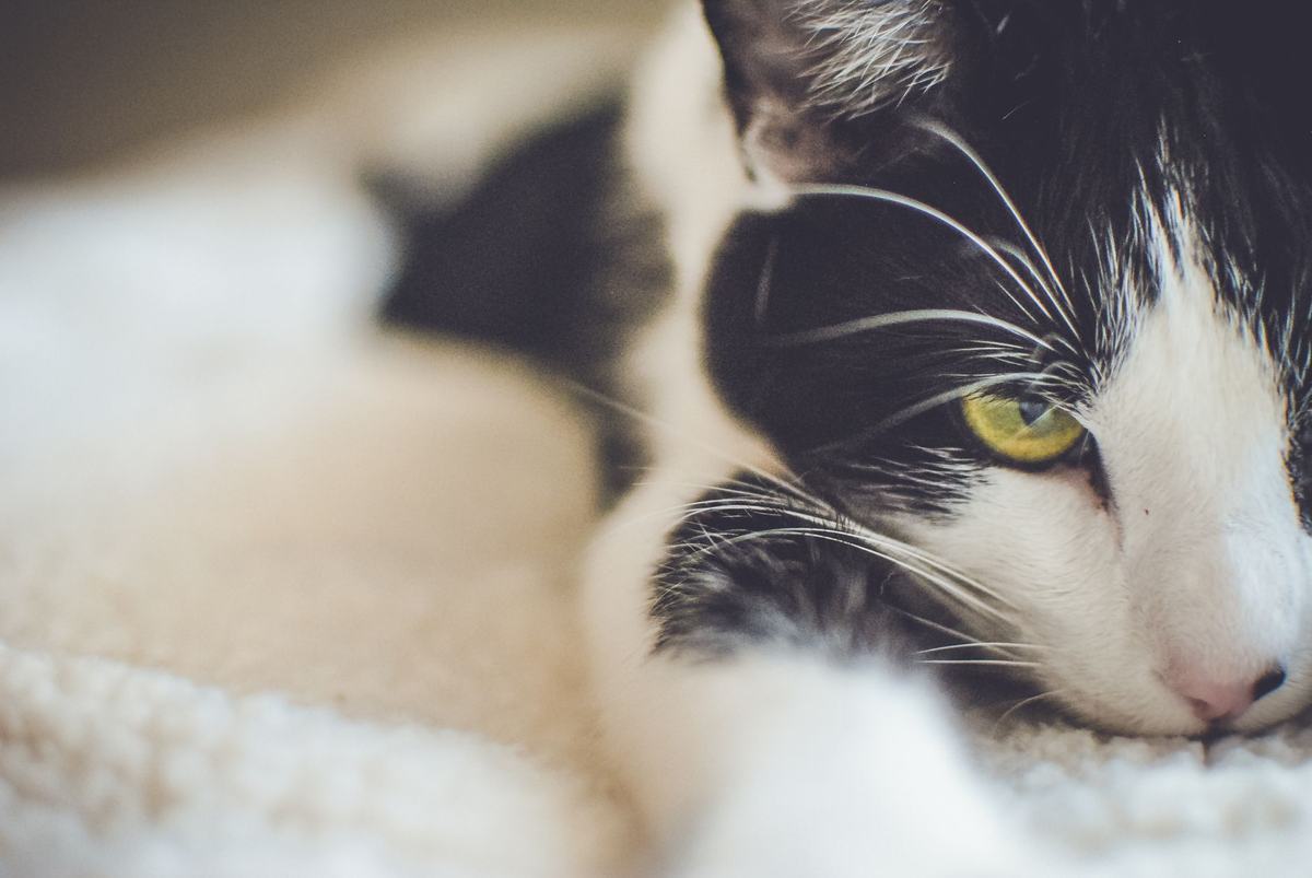Cara Memandikan Kucing dengan Aman: Panduan Lengkap untuk Pemilik