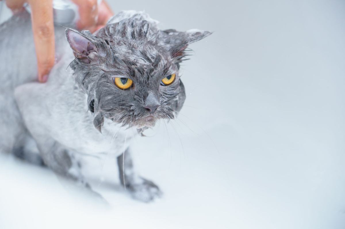 Cara Memandikan Kucing dengan Aman: Panduan Lengkap untuk Pemilik