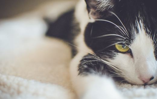 Cara Memandikan Kucing dengan Aman: Panduan Lengkap untuk Pemilik