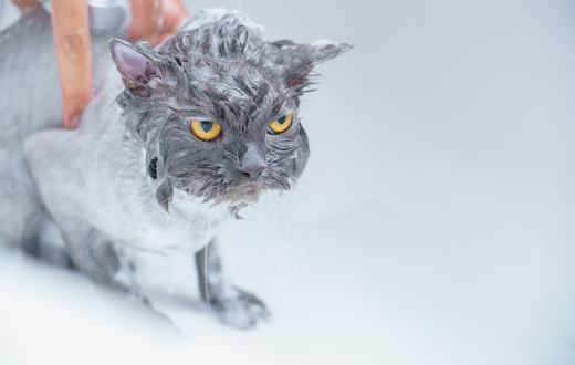Cara Memandikan Kucing dengan Aman: Panduan Lengkap untuk Pemilik
