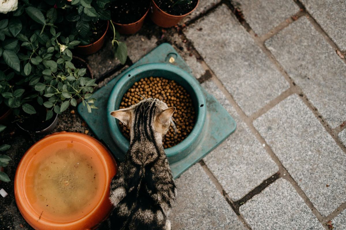 Cara Membaca Label Makanan Kucing: Pahami Kandungan Sebelum Membeli