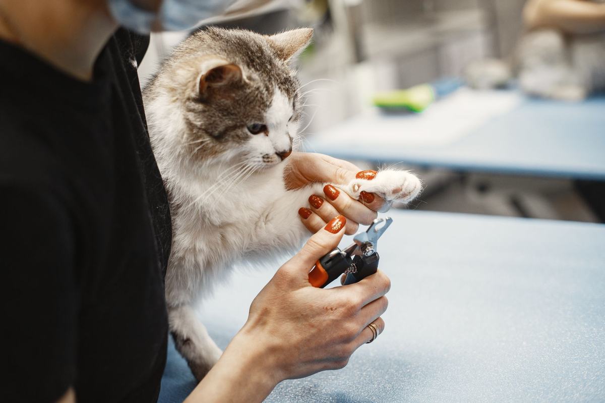 Cara Membersihkan Telinga dan Mata Kucing dengan Aman: Panduan Lengkap untuk Pemilik