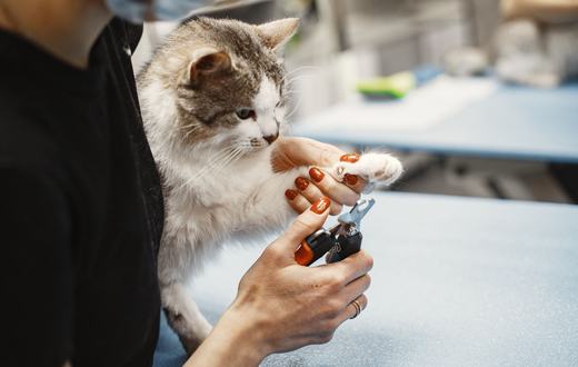 Cara Membersihkan Telinga dan Mata Kucing dengan Aman: Panduan Lengkap untuk Pemilik