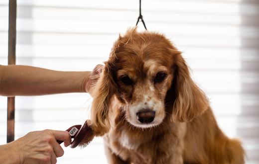 Cara Memotong Kuku Anjing dengan Aman: Panduan Lengkap untuk Pemilik
