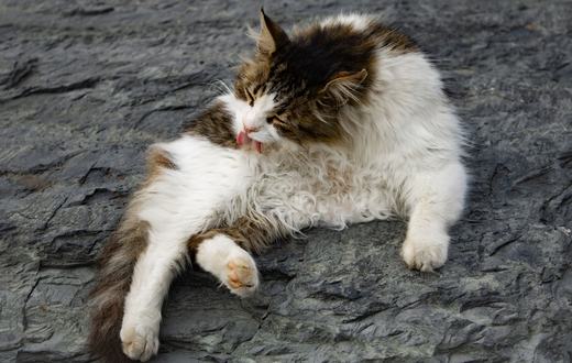 Cara Memotong Kuku Kucing dengan Aman: Panduan Lengkap untuk Pemilik