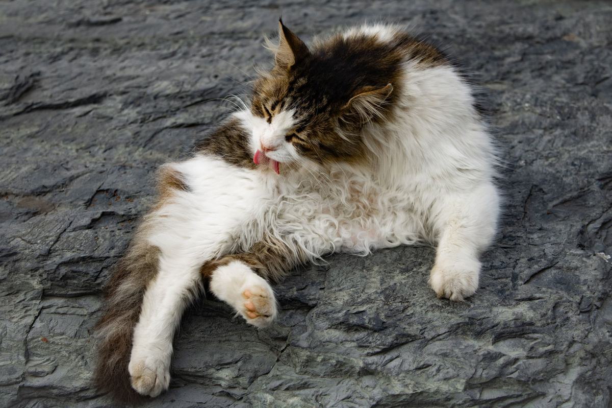 Cara Memotong Kuku Kucing dengan Aman: Panduan Lengkap untuk Pemilik
