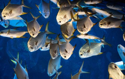 Cara Mengobati White Spot (Bintik Putih) pada Ikan Akuarium sampai Tuntas