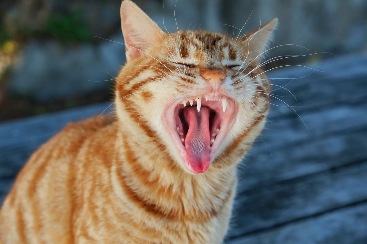 Cara Menyikat Gigi Kucing dengan Aman: Panduan Langkah demi Langkah