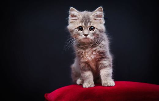 Cara Merawat Anak Kucing (Kitten) untuk Pemula: Panduan Lengkap