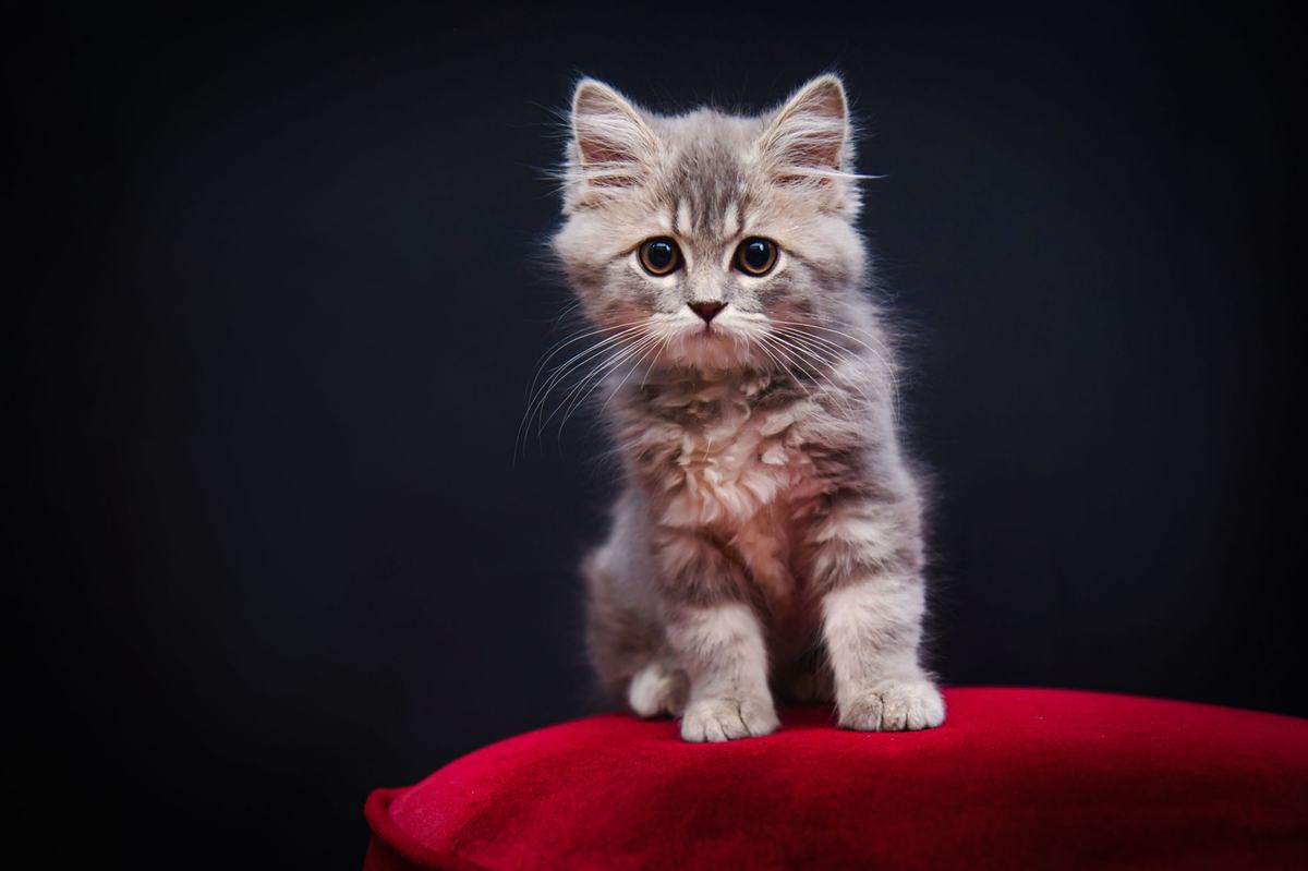 Cara Merawat Anak Kucing (Kitten) untuk Pemula: Panduan Lengkap