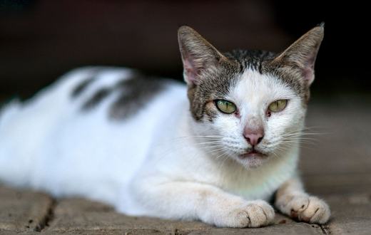 Cara Merawat Bulu Kucing agar Sehat dan Tidak Mudah Rontok