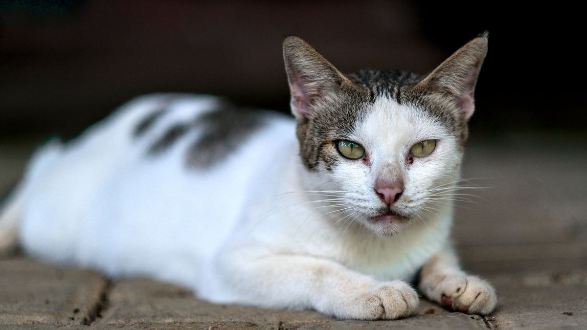 Cara Merawat Bulu Kucing agar Sehat dan Tidak Mudah Rontok