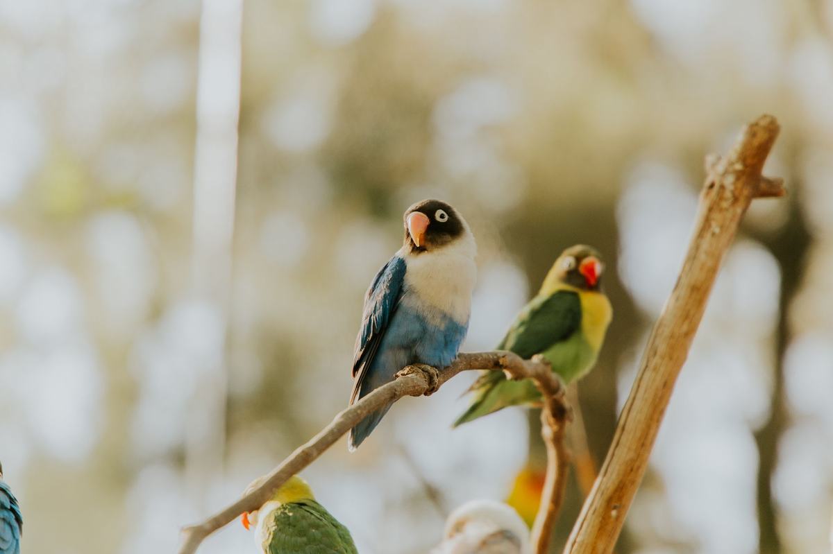 Cara Merawat Burung Lovebird untuk Pemula: Kandang, Pakan, dan Penjinakan