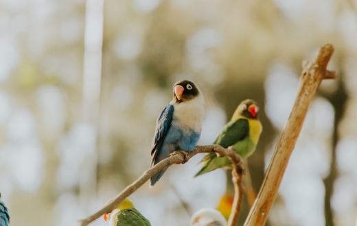 Cara Merawat Burung Lovebird untuk Pemula: Kandang, Pakan, dan Penjinakan