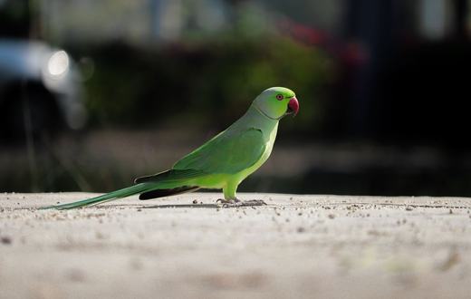Cara Merawat Burung Parkit (Budgie) untuk Pemula: Kandang, Pakan, dan Penjinakan
