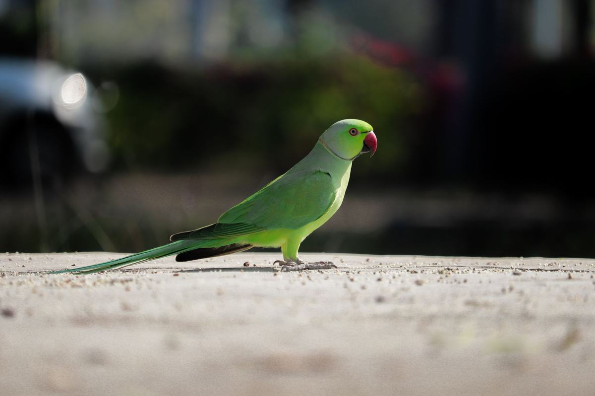 Cara Merawat Burung Parkit (Budgie) untuk Pemula: Kandang, Pakan, dan Penjinakan