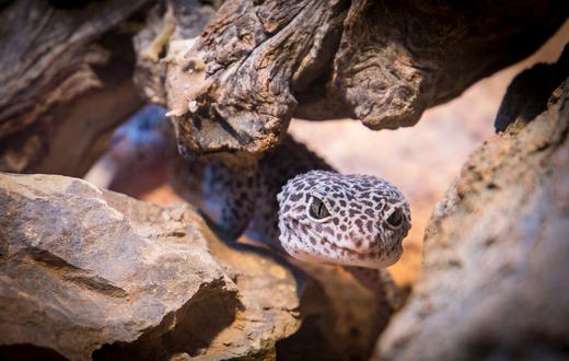 Cara Merawat Gecko Leopard untuk Pemula: Kandang, Pakan, dan Tips Lengkap